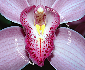 Intimate Orchid